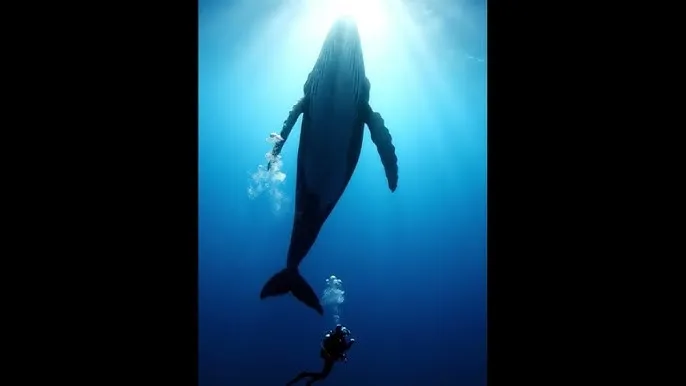 在线观看直播视频在线观看 - 深蓝星球：探索海洋深处的未知世界